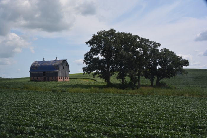 blue-roofed barn